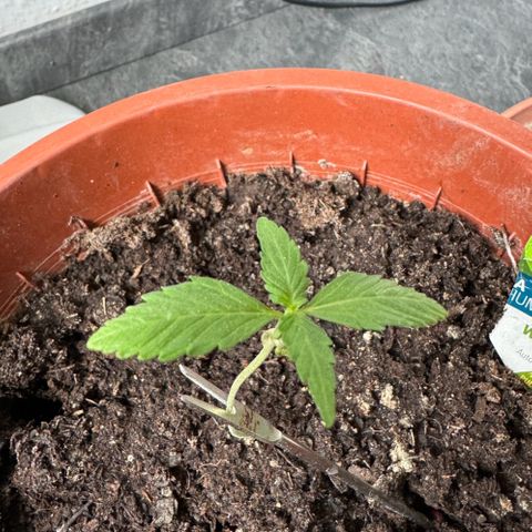 Wedding Cake Automatic growlog timeline photo