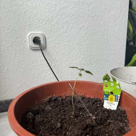 Wedding Cake Automatic growlog timeline photo