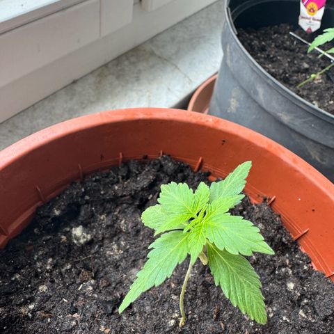 Wedding Cake Automatic growlog timeline photo