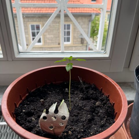 Wedding Cake Automatic growlog timeline photo