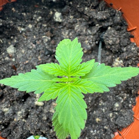 Wedding Cake Automatic growlog timeline photo