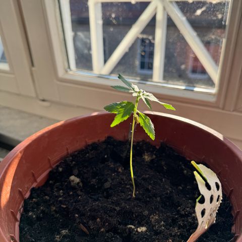 Wedding Cake Automatic growlog timeline photo
