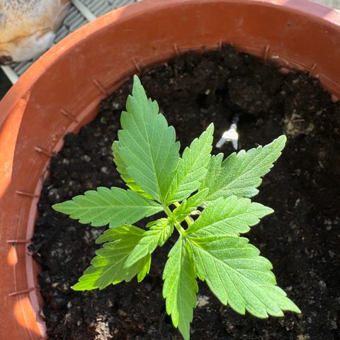 Wedding Cake Automatic growlog timeline photo