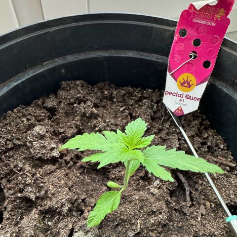 Special Queen #1 growlog timeline photo