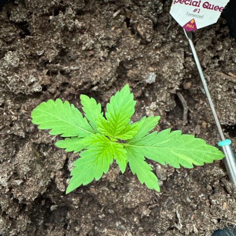 Special Queen #1 growlog timeline photo