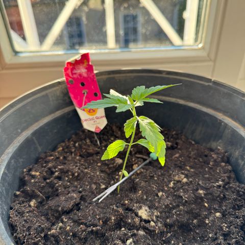 Special Queen #1 growlog timeline photo
