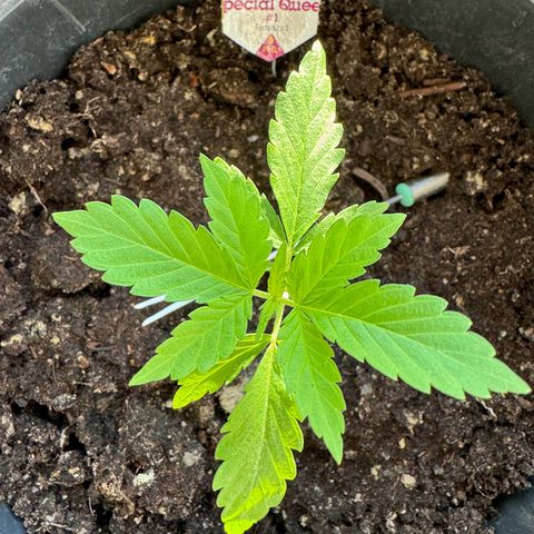 Special Queen #1 growlog timeline photo