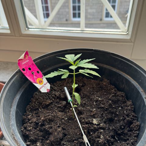 Special Queen #1 growlog timeline photo