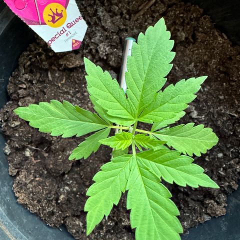 Special Queen #1 growlog timeline photo