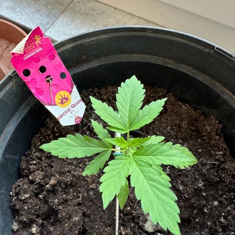 Special Queen #1 growlog timeline photo