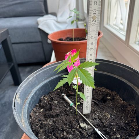 Special Queen #1 growlog timeline photo