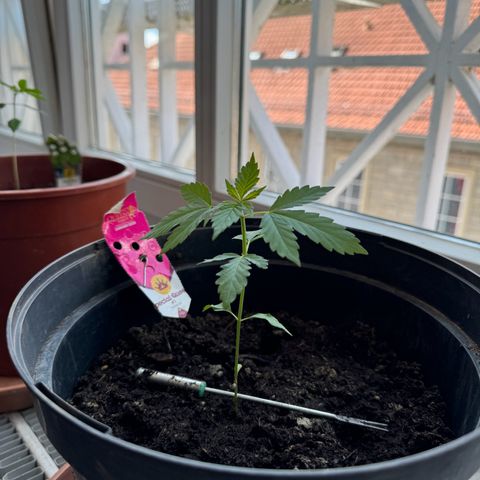Special Queen #1 growlog timeline photo