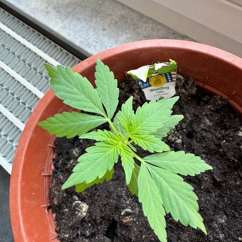 Wedding Cake Automatic growlog timeline photo