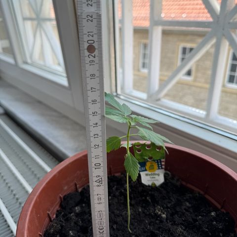 Wedding Cake Automatic growlog timeline photo