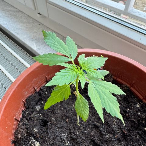 Wedding Cake Automatic growlog timeline photo