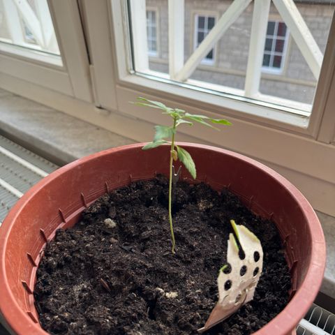 Wedding Cake Automatic growlog timeline photo