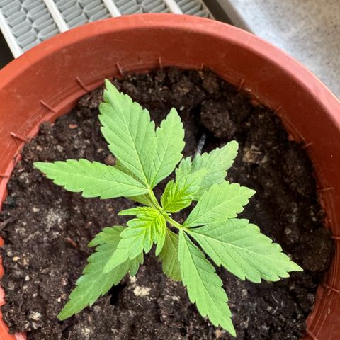 Wedding Cake Automatic growlog timeline photo