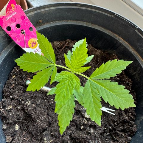 Special Queen #1 growlog timeline photo