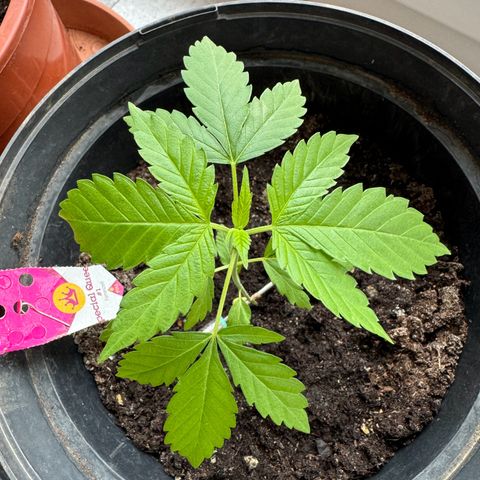 Special Queen #1 growlog photo: 17cm hoch
Erste ansätze von neuen ästen am stiel