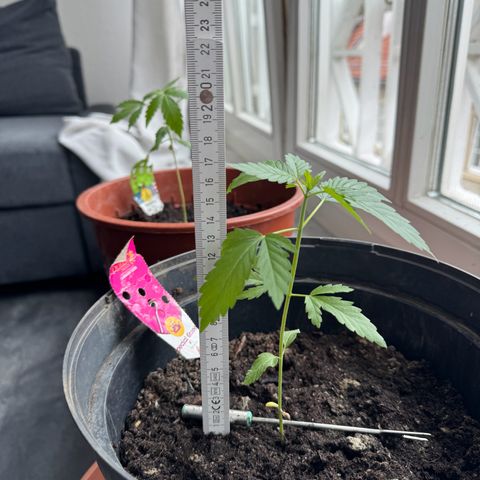 Special Queen #1 growlog photo: 17cm hoch
Erste ansätze von neuen ästen am stiel