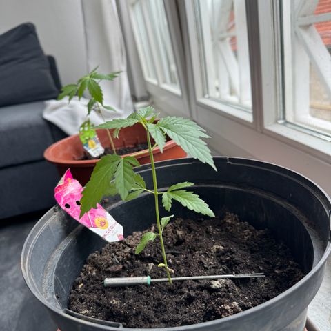 Special Queen #1 growlog photo: 17cm hoch
Erste ansätze von neuen ästen am stiel
