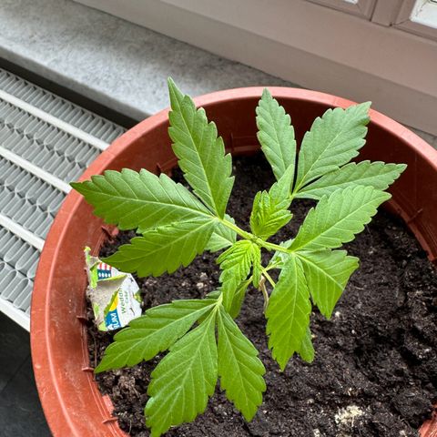 Wedding Cake Automatic growlog photo: 17cm