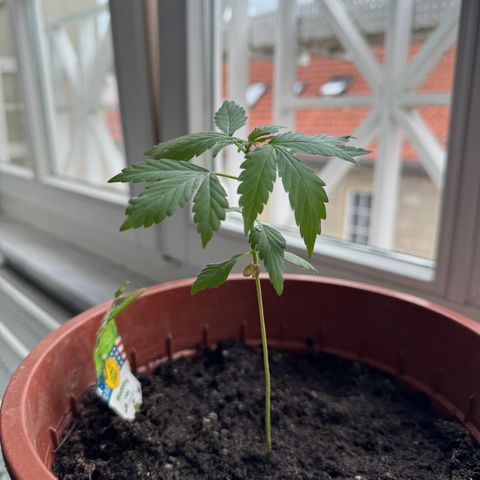 Wedding Cake Automatic growlog photo: 17cm
