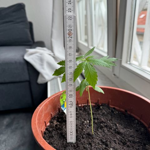 Wedding Cake Automatic growlog photo: 17cm