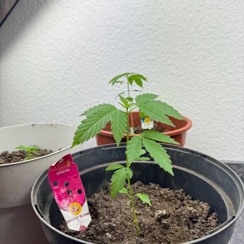 Special Queen #1 growlog timeline photo