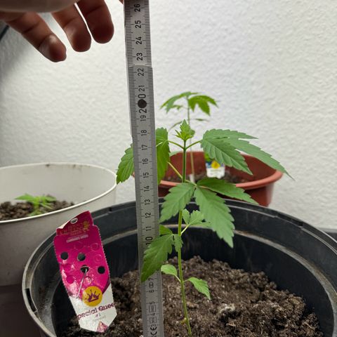 Special Queen #1 growlog timeline photo