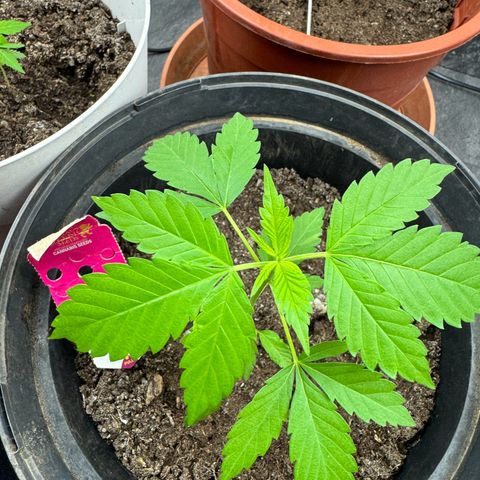 Special Queen #1 growlog timeline photo