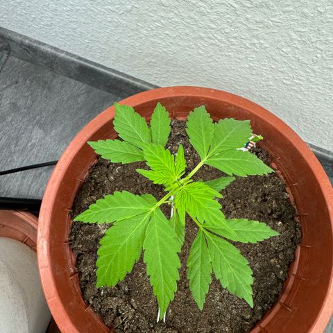 Wedding Cake Automatic growlog timeline photo