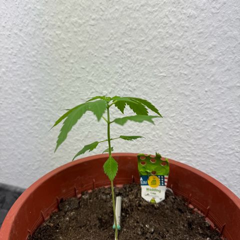 Wedding Cake Automatic growlog timeline photo