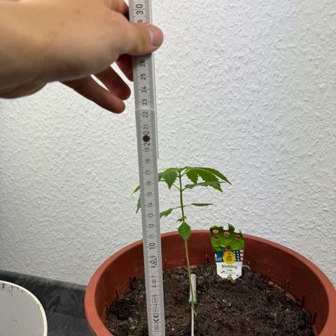 Wedding Cake Automatic growlog timeline photo