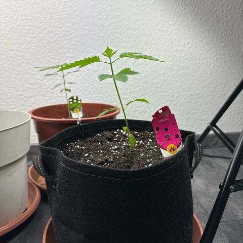 Special Queen #1 growlog photo: 1-2 Blätter ein bisschen an der seite verwälkt