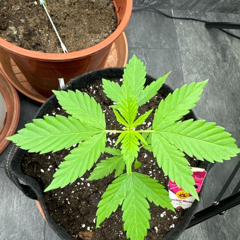 Special Queen #1 growlog photo: 1-2 Blätter ein bisschen an der seite verwälkt