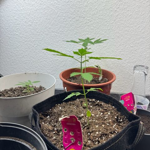 Special Queen #1 growlog timeline photo