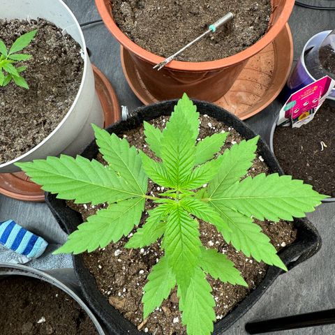 Special Queen #1 growlog timeline photo