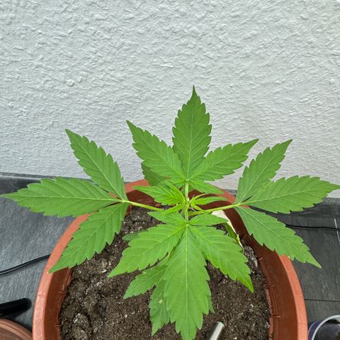 Wedding Cake Automatic growlog timeline photo