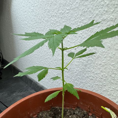Wedding Cake Automatic growlog timeline photo