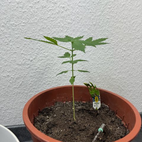 Wedding Cake Automatic growlog timeline photo