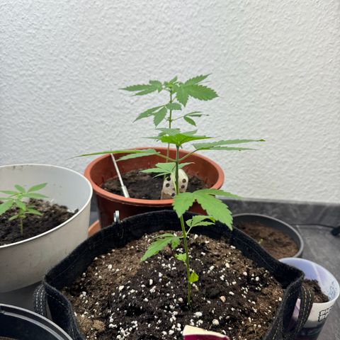 Special Queen #1 growlog timeline photo