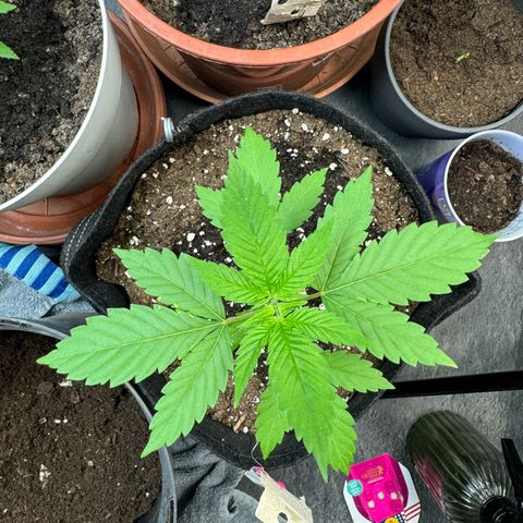 Special Queen #1 growlog timeline photo