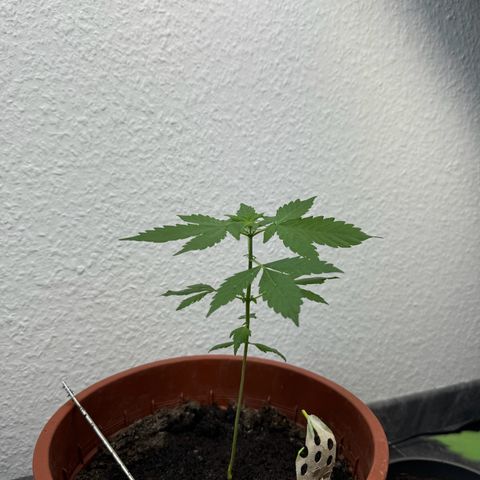 Wedding Cake Automatic growlog timeline photo