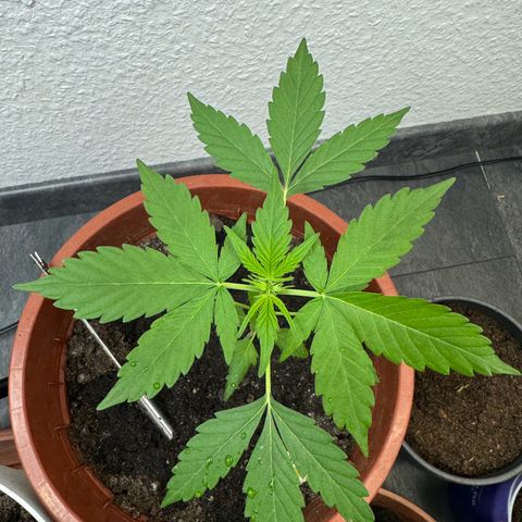 Wedding Cake Automatic growlog timeline photo