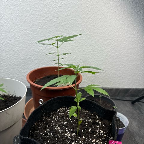 Special Queen #1 growlog timeline photo
