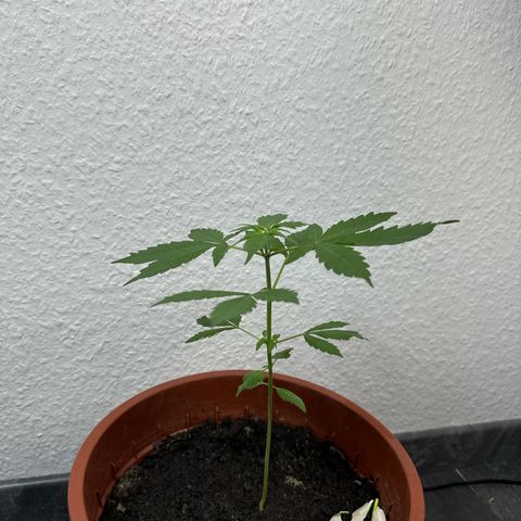 Wedding Cake Automatic growlog timeline photo