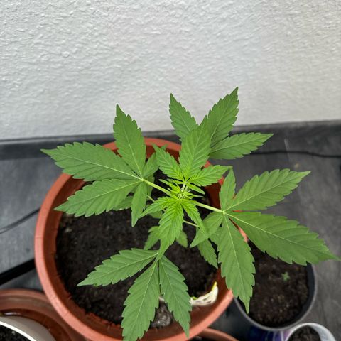Wedding Cake Automatic growlog timeline photo