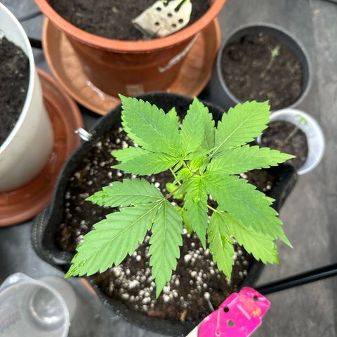 Special Queen #1 growlog timeline photo