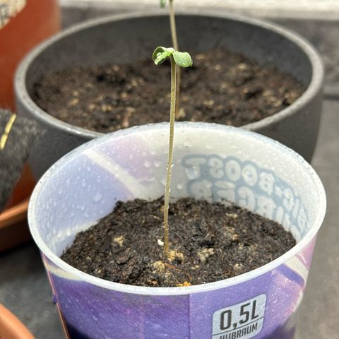 Wedding cake Becher growlog timeline photo